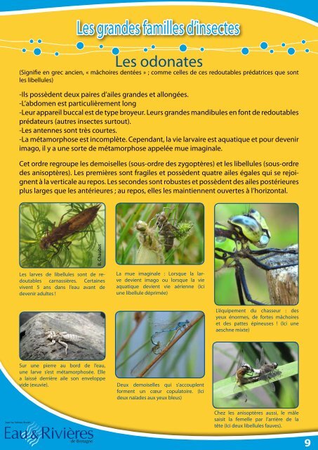 Les grandes familles d'insectes