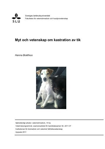 Myt och vetenskap om kastration av tik - SLU