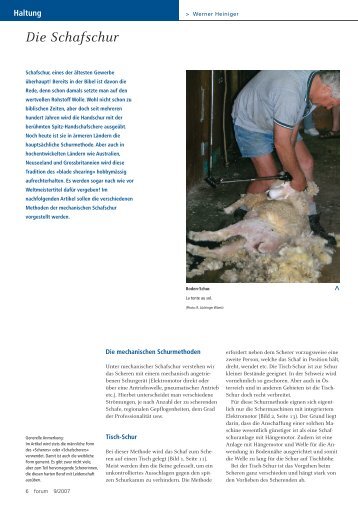Die Schafschur - Melior