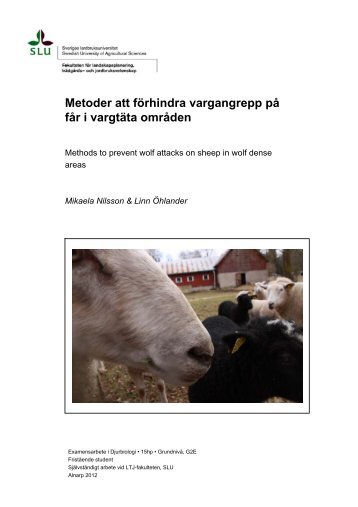 Metoder att förhindra vargangrepp på får i vargtäta områden - SLU