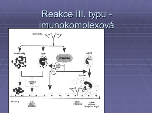 Imunopatologické reakce - Ústav imunologie