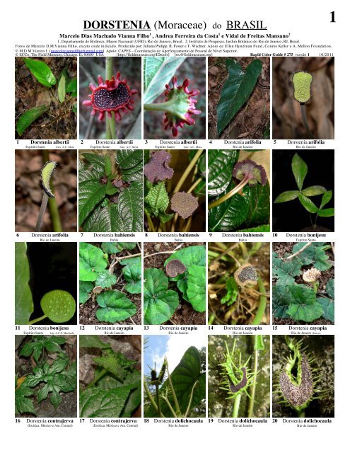 DORSTENIA (Moraceae) do BRASIL - The Field Museum