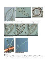 Diatoms and periphyton with study site photos