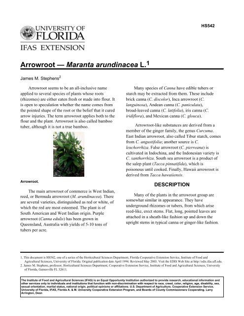 Arrowroot — Maranta arundinacea L. 1 - Orange County Extension ...