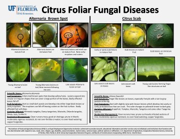 Citrus Foliar Fungal Diseases - Orange County Extension Education ...