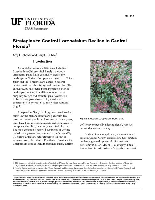 Strategies to Control Loropetalum Decline in Central Florida1
