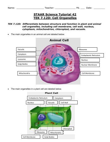 STAAR Science Tutorial 42 TEK 7.12D: Cell Organelles