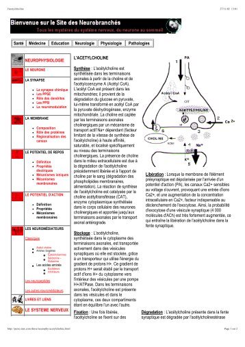 L'acétylcholine - Le cerveau à tous les niveaux