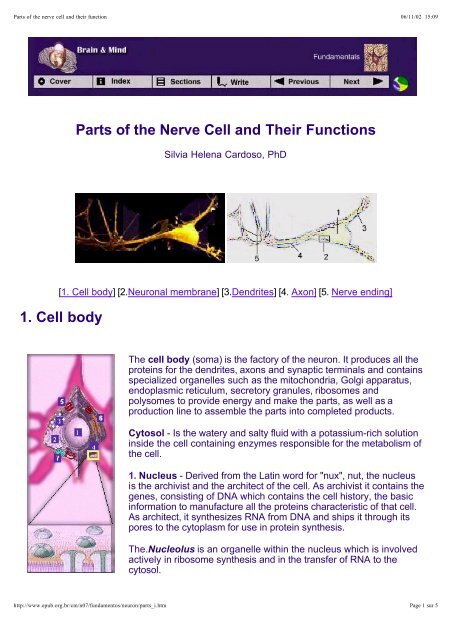 3 parts of a nerve cell