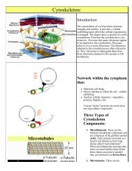 Cytoskeleton: