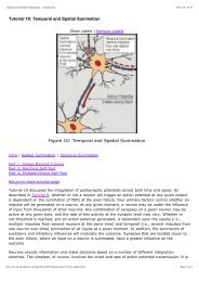 Tutorial 10: Temporal and Spatial Summation Figure 10: Temporal ...