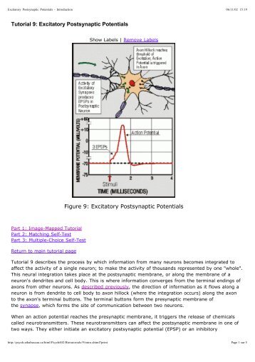 Tutorial 9: Excitatory Postsynaptic Potentials Figure 9: Excitatory ...