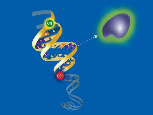 An Overview of Transgenic Fish - Department of Animal Science ...