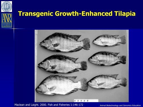 An Overview of Transgenic Fish - Department of Animal Science ...