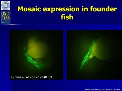 An Overview of Transgenic Fish - Department of Animal Science ...