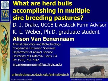 What are herd bulls accomplishing in multiple sire breeding pastures?