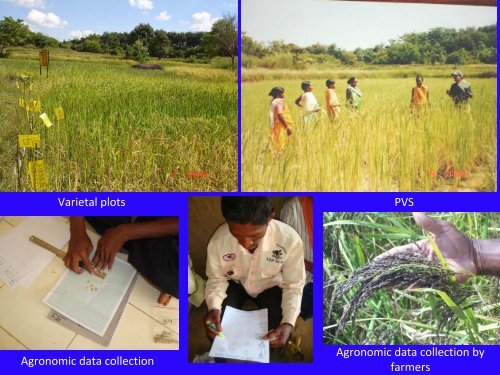 Participatory Crop Improvement of rice landraces – An experience ...