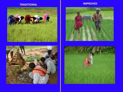 Participatory Crop Improvement of rice landraces – An experience ...