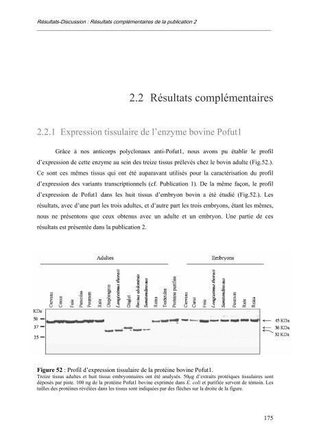 caractérisation des enzymes bovines et étude préliminaire du rôle ...