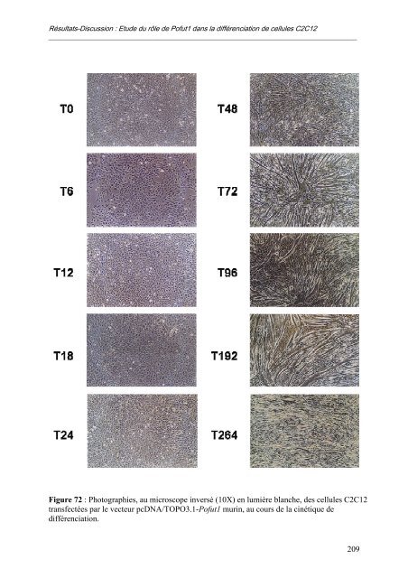 caractérisation des enzymes bovines et étude préliminaire du rôle ...