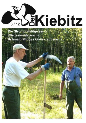 Kiebitz 3 / 2012