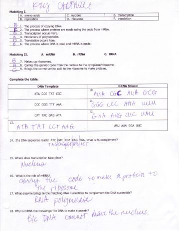 rna and protein synthesis chapter test a protein synthesis flow chart key