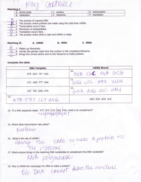 Key Protein Synthesis Notes Packet