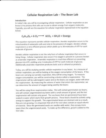 Cell Respiration Bean Lab