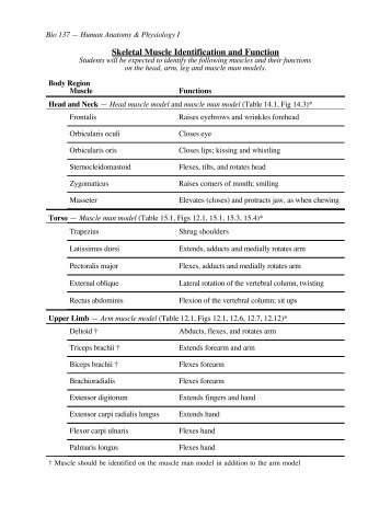 Skeletal Muscle Identification and Function