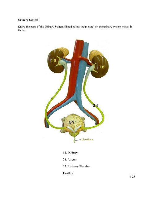 BIO 137 Human Anatomy & Physiology I Laboratory Manual All ...