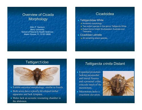 Overview of Cicada Morphology Cicadoidea Tettigarctidae ...