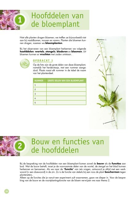 Bouw van de bloemplant