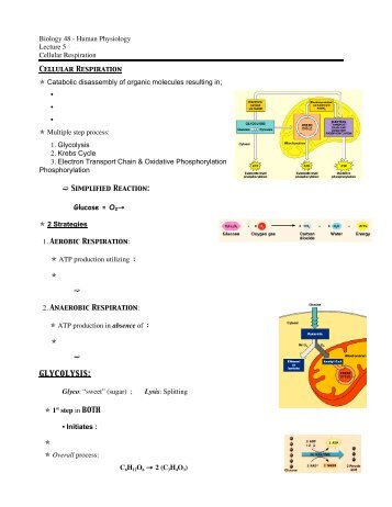 Biology 48 - Human Physiology Lecture 5 Cellular Respiration ...