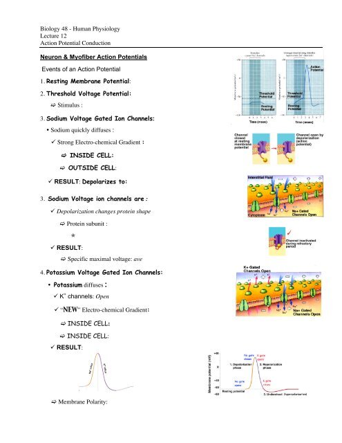 Biology 48 - Human Physiology Lecture 12 Action Potential ...