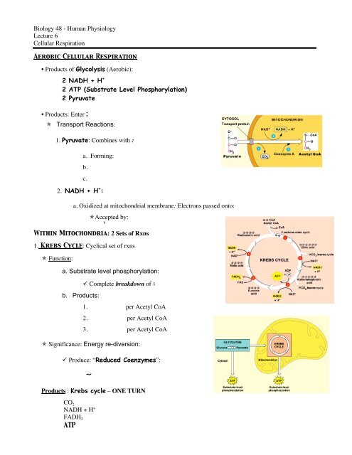 Biology 48 Human Physiology Lecture 6 Cellular Respiration