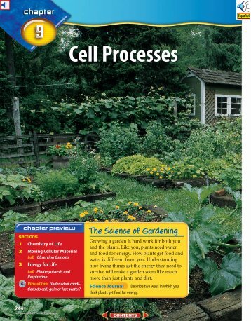 Chapter 9: Cell Processes