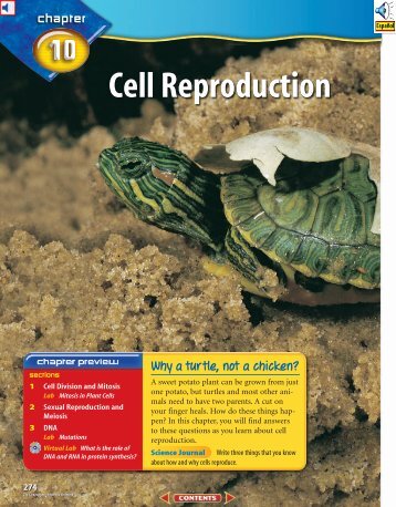 Chapter 10: Cell Reproduction