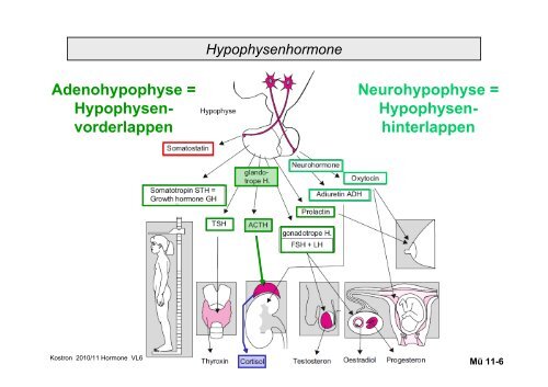 Biologie der Hormone des Menschen (und der Tiere)