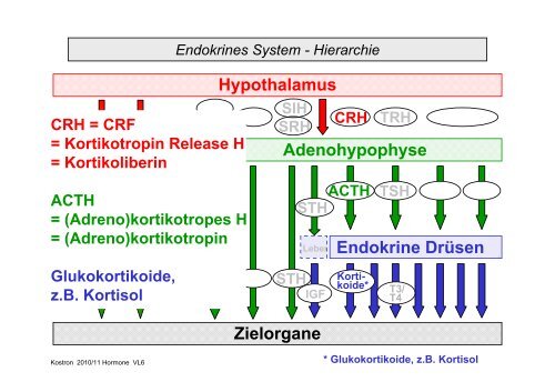 Biologie der Hormone des Menschen (und der Tiere)