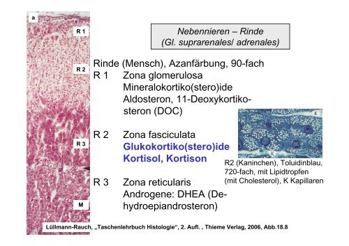 Biologie der Hormone des Menschen (und der Tiere)