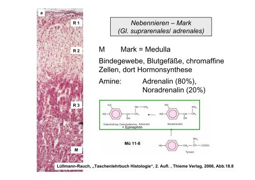 Biologie der Hormone des Menschen (und der Tiere)