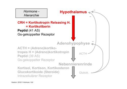 Biologie der Hormone des Menschen (und der Tiere)