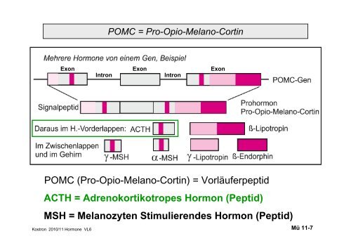 Biologie der Hormone des Menschen (und der Tiere)