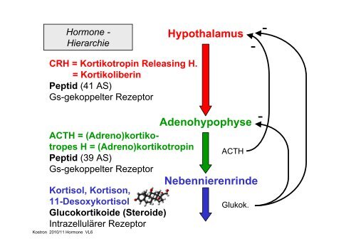 Biologie der Hormone des Menschen (und der Tiere)