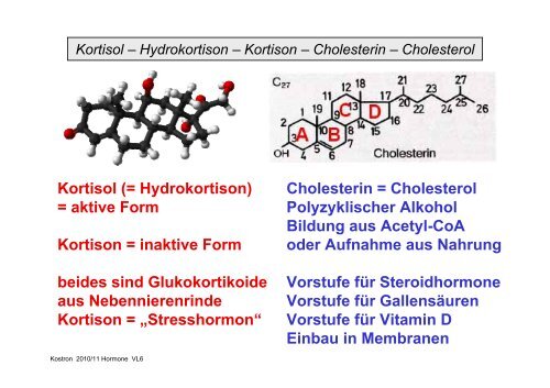 Biologie der Hormone des Menschen (und der Tiere)