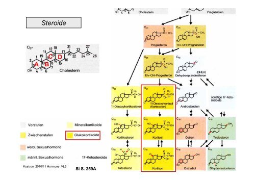 Biologie der Hormone des Menschen (und der Tiere)