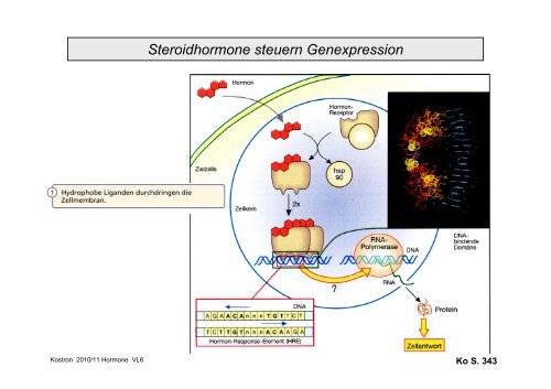 Biologie der Hormone des Menschen (und der Tiere)