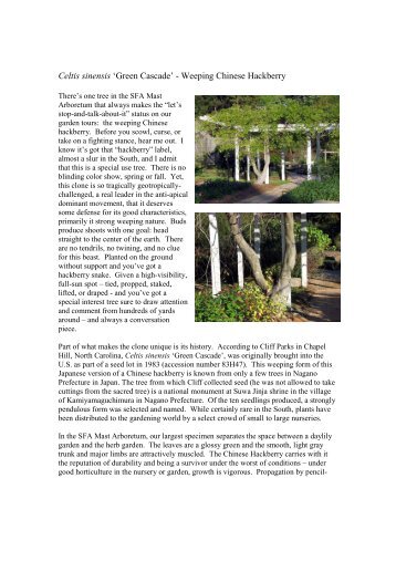 Celtis sinensis 'Green Cascade' - SFA Gardens - Stephen F. Austin ...