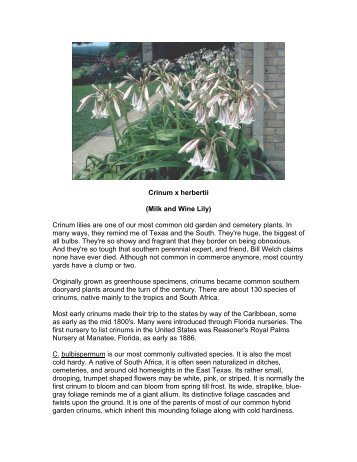 Crinum x herbertii (Milk and Wine Lily) Crinum lilies ... - SFA Gardens