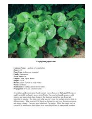 Farfugium Japonicum – Stover - SFA Gardens